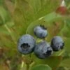 Grover Blueberry Bushes -Fruit Trees Sales 2024 Grover