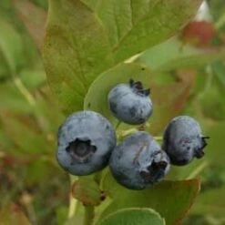 Grover Blueberry Bushes
