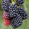 Helen - A New Very Early Season Thornless Blackberry -Fruit Trees Sales 2024 HELEN