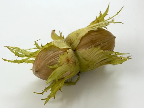 Butler Cob Nut Plants 3 Butler Cob Nut Plants