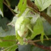 Cosford Cob Nut Bush -Fruit Trees Sales 2024 Hazel20Cosford20Cob