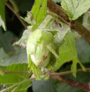 Cosford Cob Nut Bush