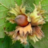 Ennis Cob Nut Bush -Fruit Trees Sales 2024 Hazel20Ennis