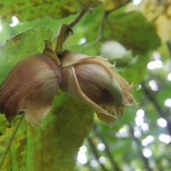 Filbert-kentish Cob (Lambert's Filbert) Filbert Bush