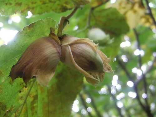 Filbert-kentish Cob (Lambert's Filbert) Filbert Bush 3 Filbert-kentish Cob (Lambert's Filbert) Filbert Bush