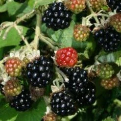 Himalayan Giant Blackberry Bushes