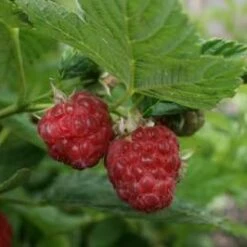 Himbo Top® Raspberry Bushes