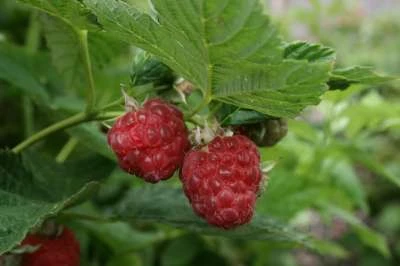 Himbo Top® Raspberry Bushes 3 Himbo Top® Raspberry Bushes
