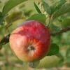 (T) Holstein Apple Trees -Fruit Trees Sales 2024 Holstein20apple20trees
