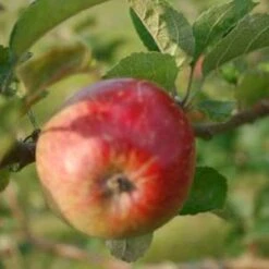 (T) Holstein Apple Trees