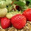 Honeoye Strawberry Plants 2 Honeoye Strawberry Plants -Fruit Trees Sales 2024 Honeoye20strawberry20plants