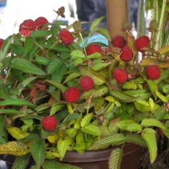 Japanese Strawberry (Illecebrosus) Hybrid Berry Plants