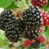 Thornless Boysenberry Hybrid Berry Plants -Fruit Trees Sales 2024 Hybridberry20Boysenberry