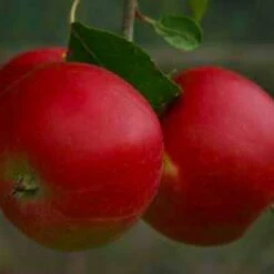 (A) Irish Peach Apple Trees