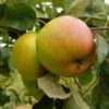 (B) James Grieve Apple Trees 1 (B) James Grieve Apple Trees -Fruit Trees Sales 2024 James20Grieve20Apple20Trees