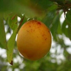 Jefferson's Gage Plum Trees