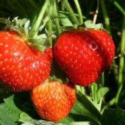 Kimberley - New Strawberry Plants