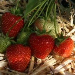 Korona Strawberry Plants