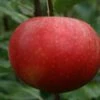 (A) Lady Lambourne Apple Trees -Fruit Trees Sales 2024 Lady20Lamb