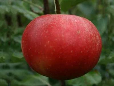 (A) Lady Lambourne Apple Trees 3 (A) Lady Lambourne Apple Trees