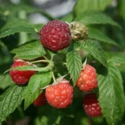 Leo Raspberry Bushes