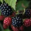 *Loch Ness Blackberry Bushes -Fruit Trees Sales 2024 Loch20Ness20Blackberry