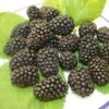 Loch Tay Blackberry Bushes - The Very Latest New Scottish Blackberry 2 Loch Tay Blackberry Bushes - The Very Latest New Scottish Blackberry -Fruit Trees Sales 2024 Loch20Tay