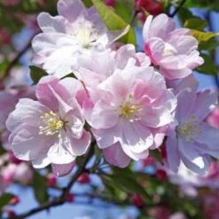 Comptesse De Paris Crab Apple Trees