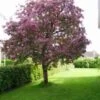 Hopa Crab Apple Trees -Fruit Trees Sales 2024 Malus20Hopa