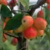 Jelly King Crab Apple Trees -Fruit Trees Sales 2024 Malus20Jelly20King