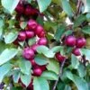 Laura Crab Apple Trees -Fruit Trees Sales 2024 Malus20Laura