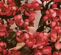 Makamik Crab Apple Trees