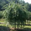 Red Jade Crab Apple Trees -Fruit Trees Sales 2024 Malus20Red20Jade