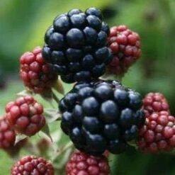 Marion Blackberry Bushes