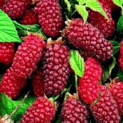 The Medana Tayberry Tayberry Plants