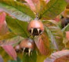 Breda Giant Medlar Trees -Fruit Trees Sales 2024 Medlar Breda Giant