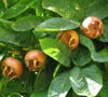 Nottingham (Pearson's Prolific) Nut Bush -Fruit Trees Sales 2024 Medlar Nottingham 1