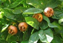 Nottingham Medlar Trees