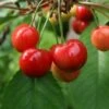 Merton Premier Cherry Trees -Fruit Trees Sales 2024 Merton20Favourite 1