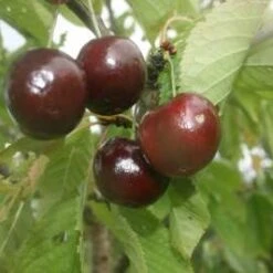 Merton Heart Cherry Trees