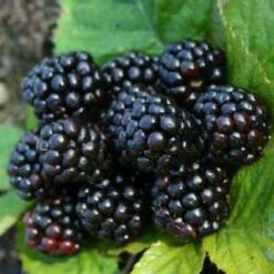 *Merton Thornless Blackberry Bushes