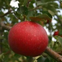 (A) Michaelmas Red Apple Trees
