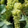Muscat Of Alexandria Grape Vines -Fruit Trees Sales 2024 Muscat20Aleaxandria