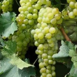 Muscat Of Alexandria Grape Vines