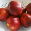 Dwarf Nectarine 'nectarella' Nectarine Trees 2 Dwarf Nectarine 'nectarella' Nectarine Trees -Fruit Trees Sales 2024 Nectarine20Nectarella