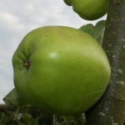 (D) Newton Wonder Apple Trees