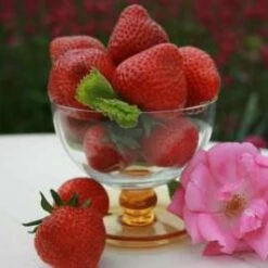 A New British Strawberry - In The Old Fashioned Style -norfolk Nectar