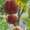 Amsden June Peach Trees 1 Amsden June Peach Trees -Fruit Trees Sales 2024 Peach20Amsden20June