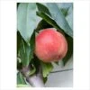 Breda Peach Trees -Fruit Trees Sales 2024 Peach20Breda