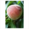 Duke Of York Peach Trees -Fruit Trees Sales 2024 Peach20D20of20Y